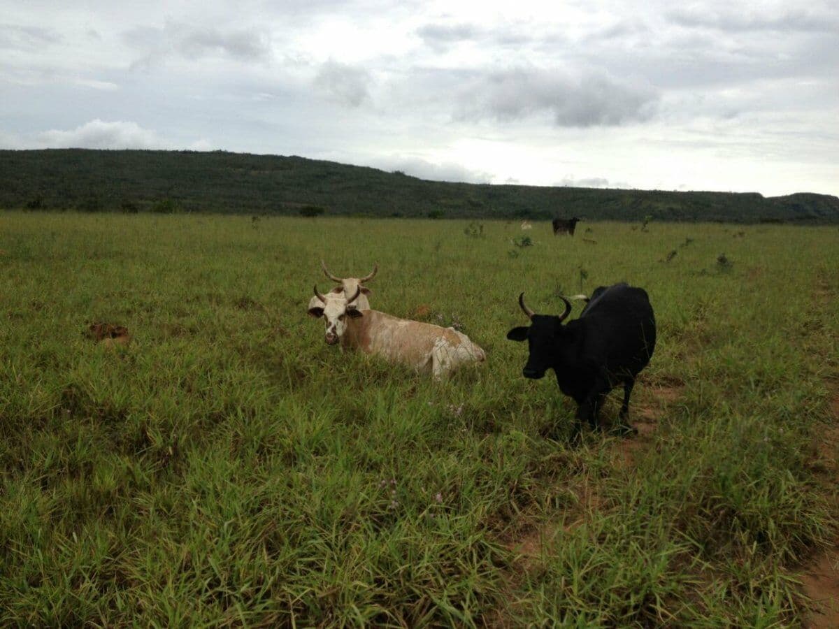 Fazenda-para-Venda-em-Centro-Rosario-Oeste-MT