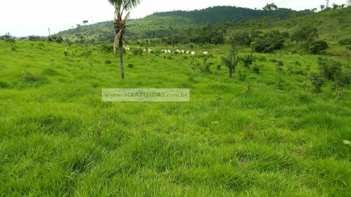 Fazenda-para-Venda-em-Centro-Novo-Progresso-PA