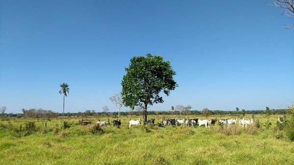 Fazenda-para-Venda-em-Centro-Caceres-MT