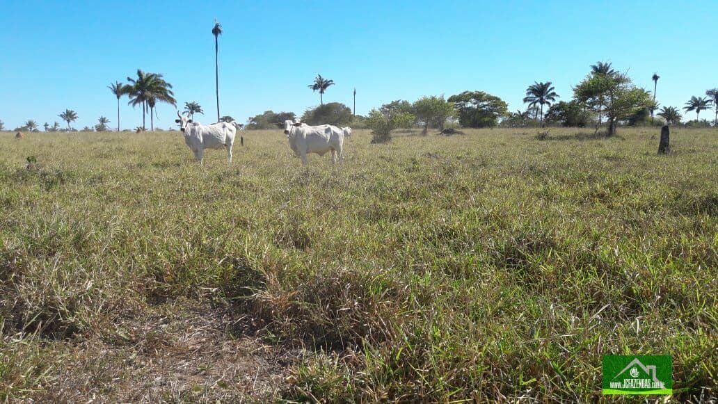 Fazenda-para-Venda-em-Centro-Nova-Santa-Helena-MT