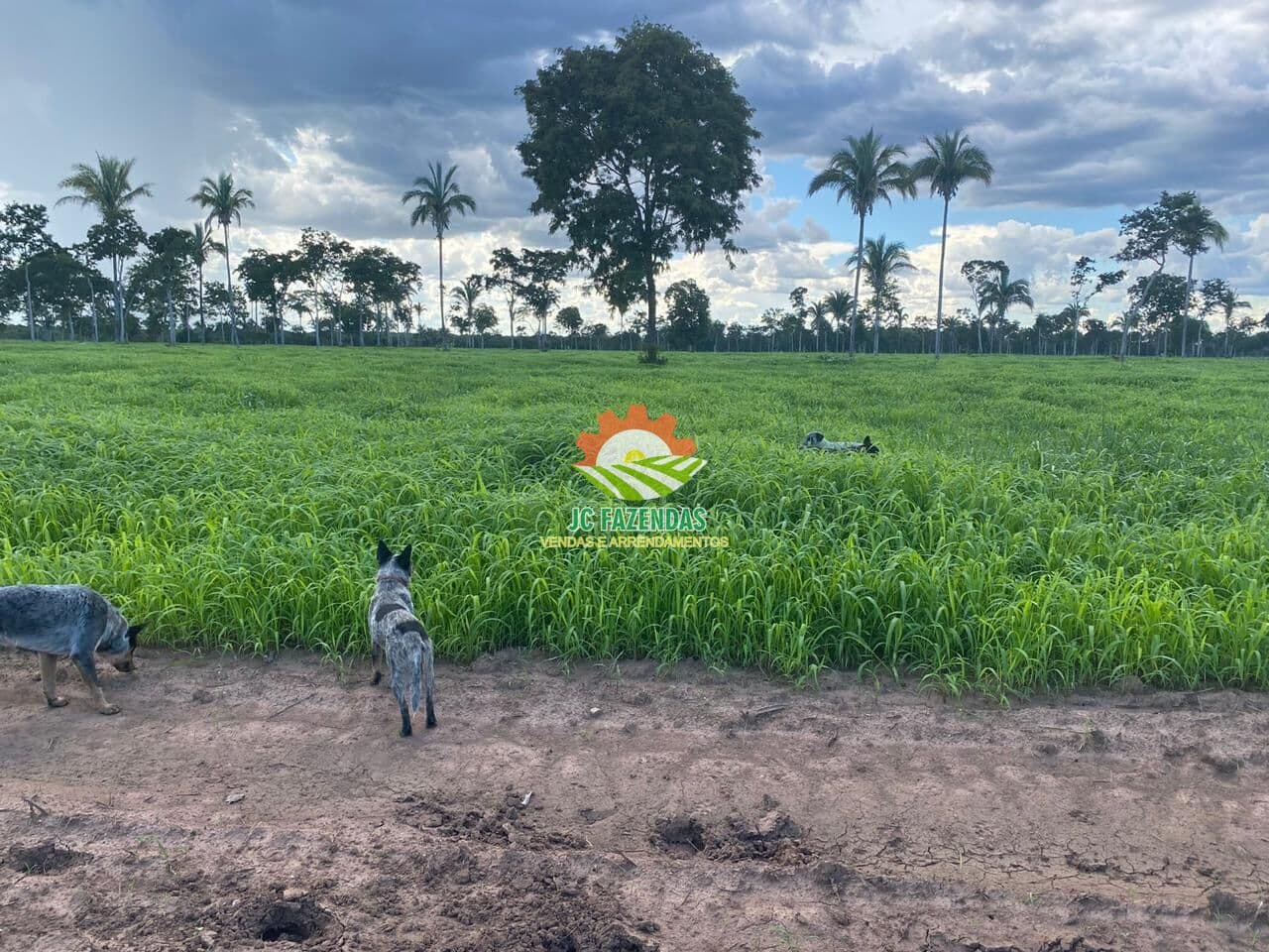 Fazenda 320 Hectares