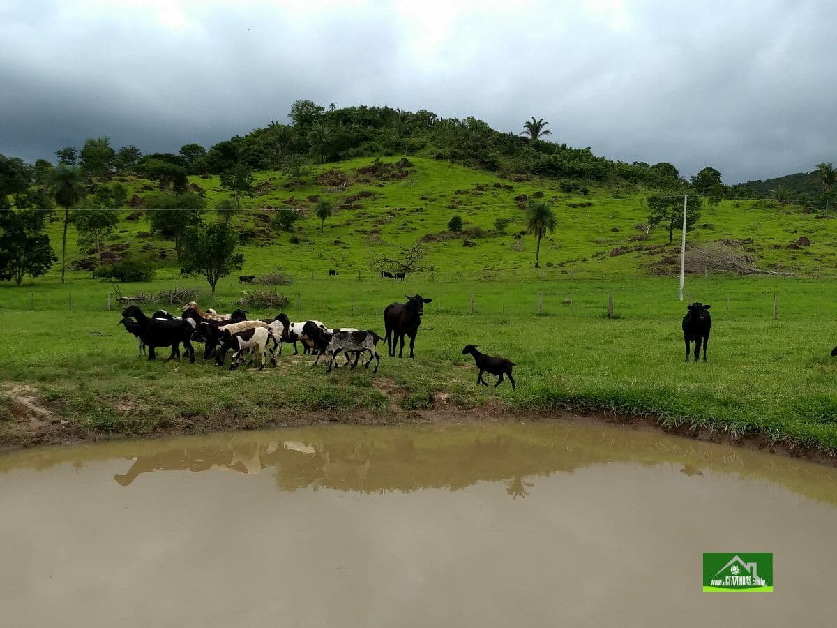 Fazenda-para-Venda-em-Palmeiras-Santo-Antonio-do-Leverger-MT