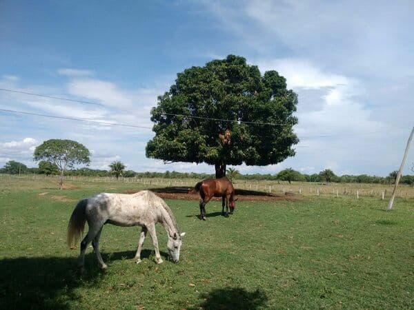 Fazenda-para-Venda-em-Centro-Pocone-MT