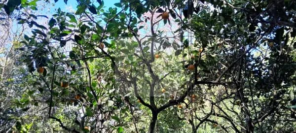 Lote/Terreno em Portão - Rincão do Cascalho