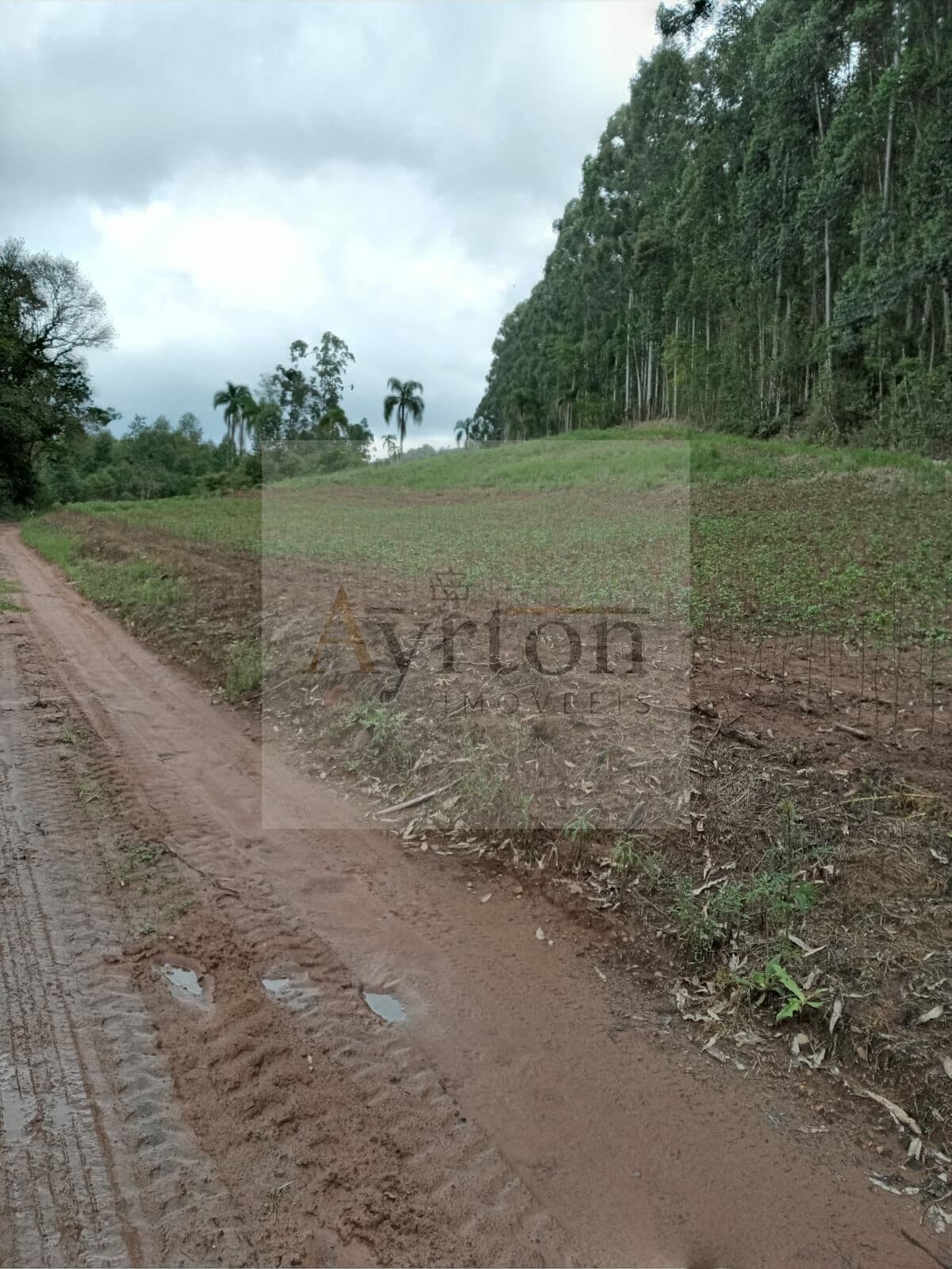 Fazenda/Sítios/Chácaras em Portão - Conceição