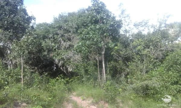 FAZENDA EM LIZARDA/TO