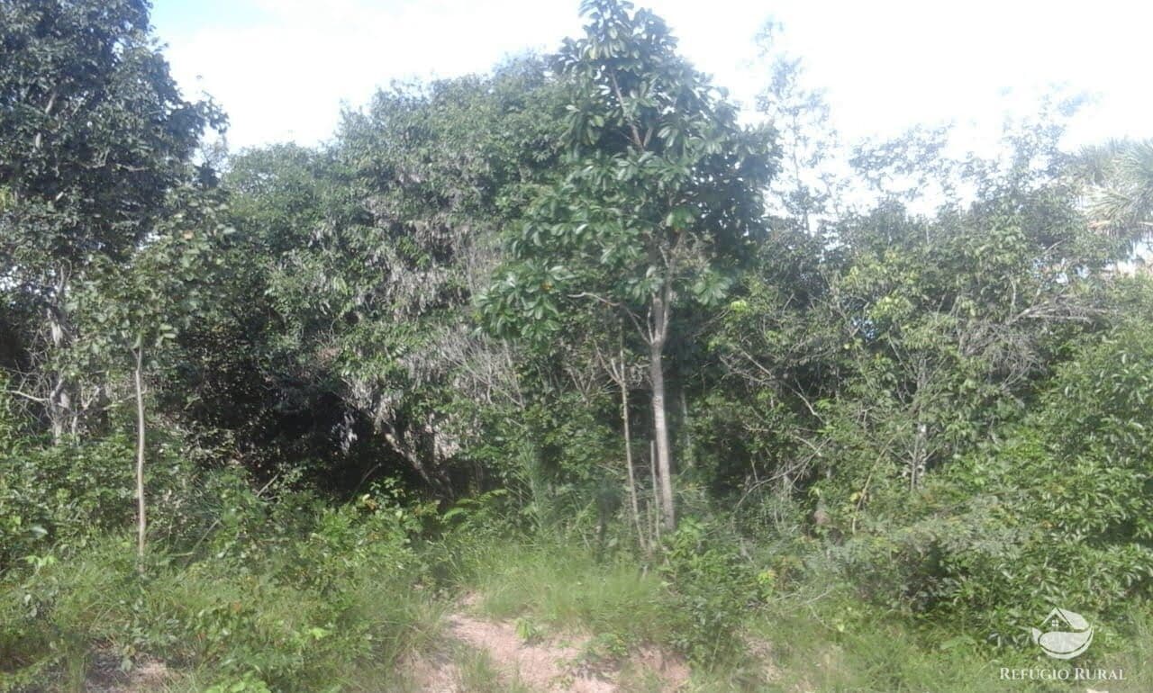 FAZENDA EM LIZARDA/TO