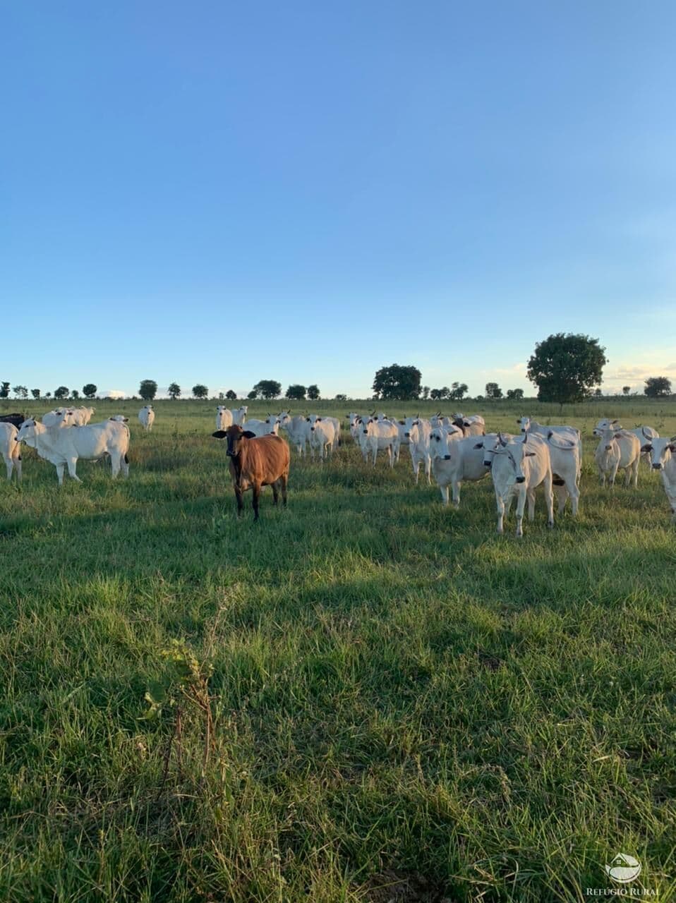 FAZENDA EM COXIM/MS