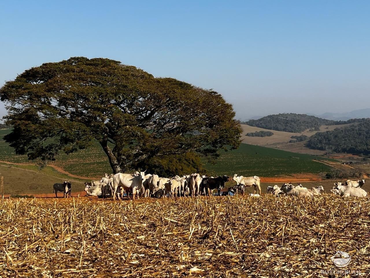 FAZENDA EM SÃO SEBASTIÃO DA BELA VISTA/MG