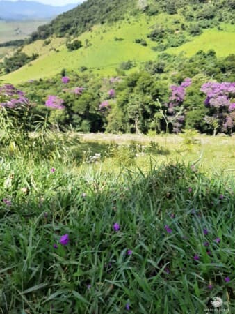 SÍTIO COM VISTA MARAVILHOSA ÁREA EXCELENTE PARA PLANTIO DE OLIVEIRA E CAFÉ