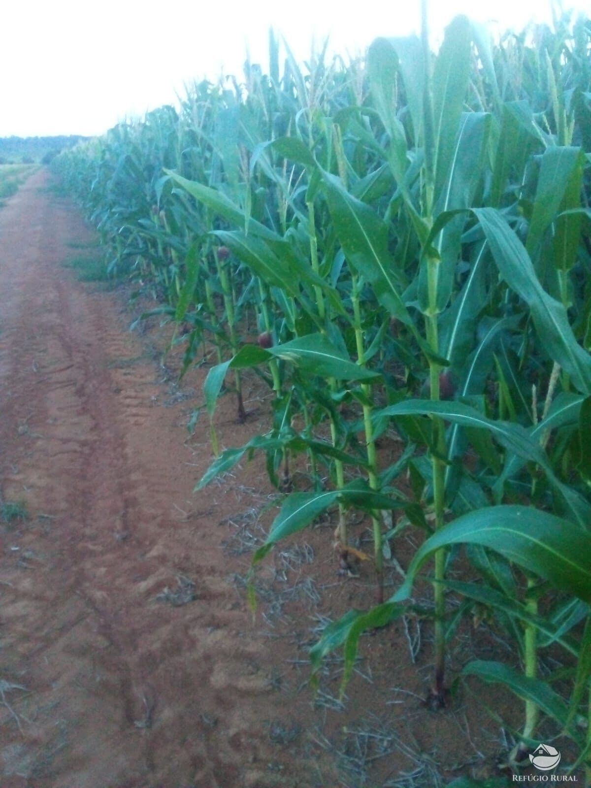 FAZENDA EM PEIXOTO DE AZEVEDO/MT