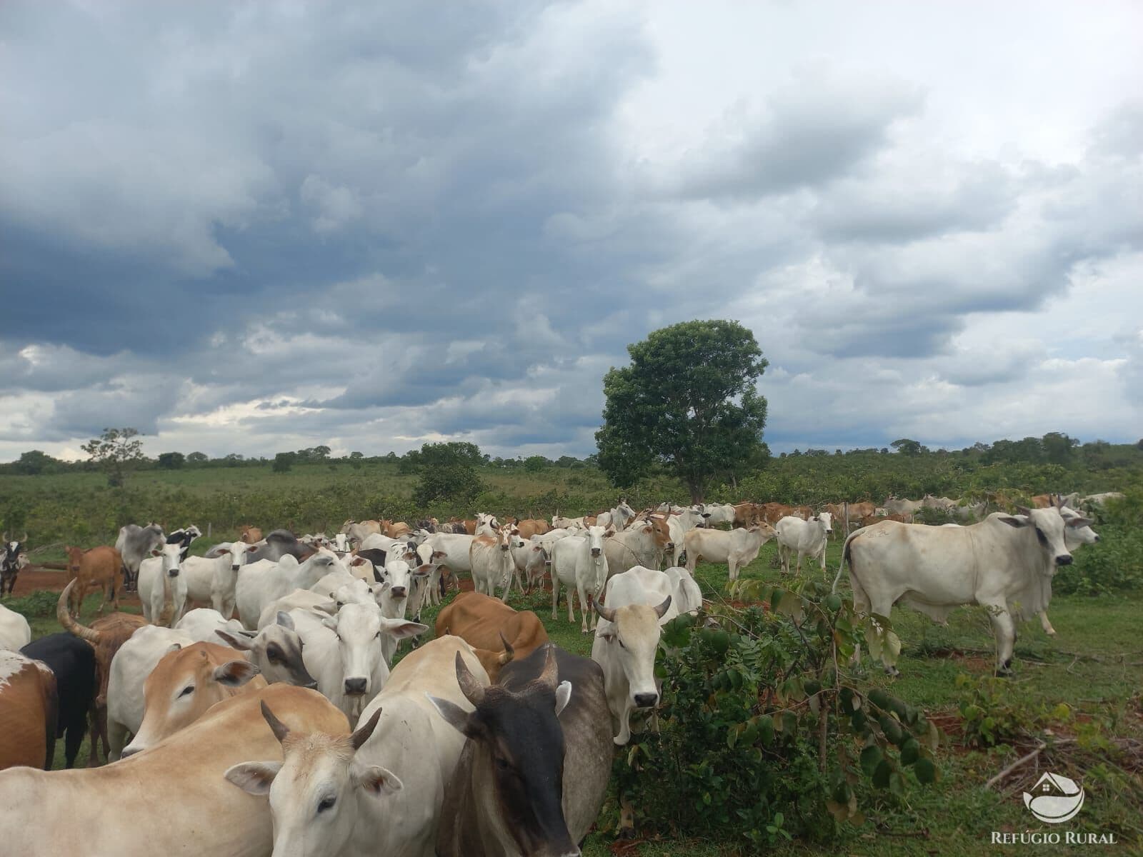 FAZENDA EM FIGUEIRÃO/MS
