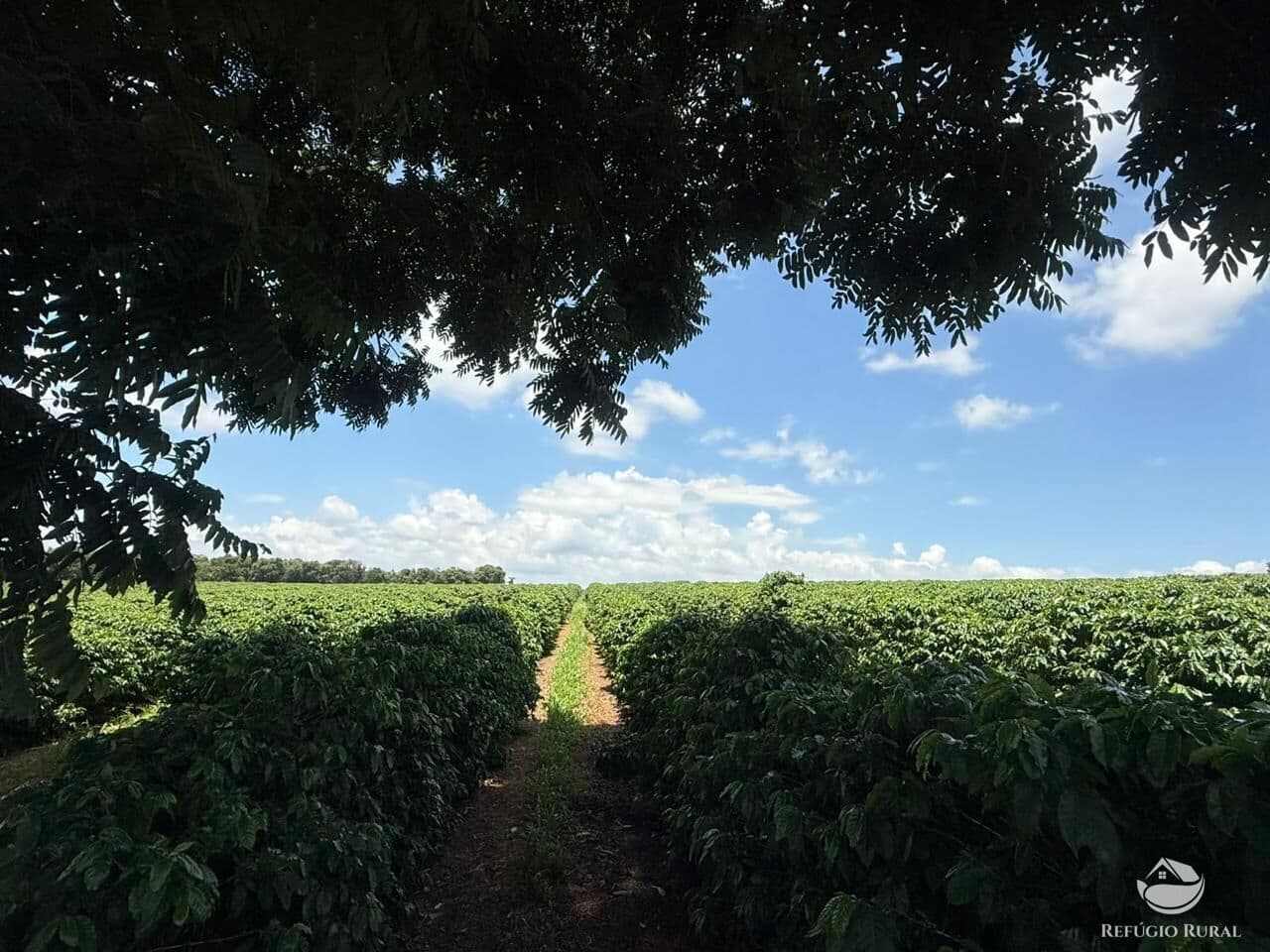 FAZENDA EM PIUMHI/MG