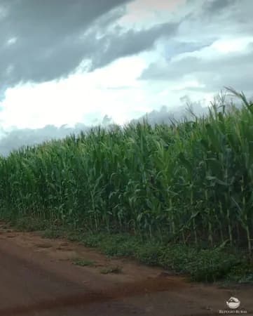 FAZENDA EM NOVA BRASILÂNDIA/MT