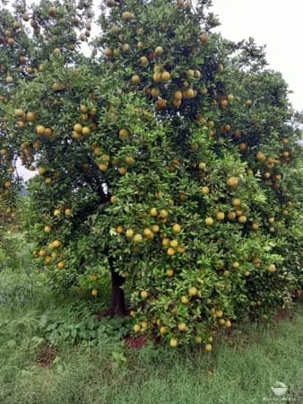 FAZENDA DE LARANJAS EM CAMPINA VERDE/MG