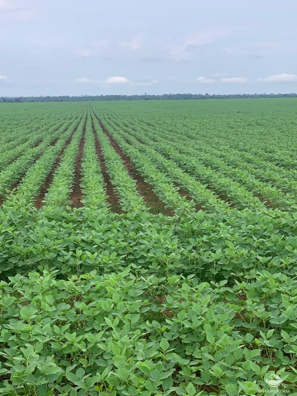 FAZENDA EM MARCELÂNDIA/MT