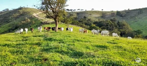 FAZENDA EM CUNHA/SP
