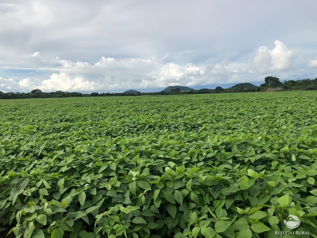 FAZENDA EM SANTA TEREZINHA/MT