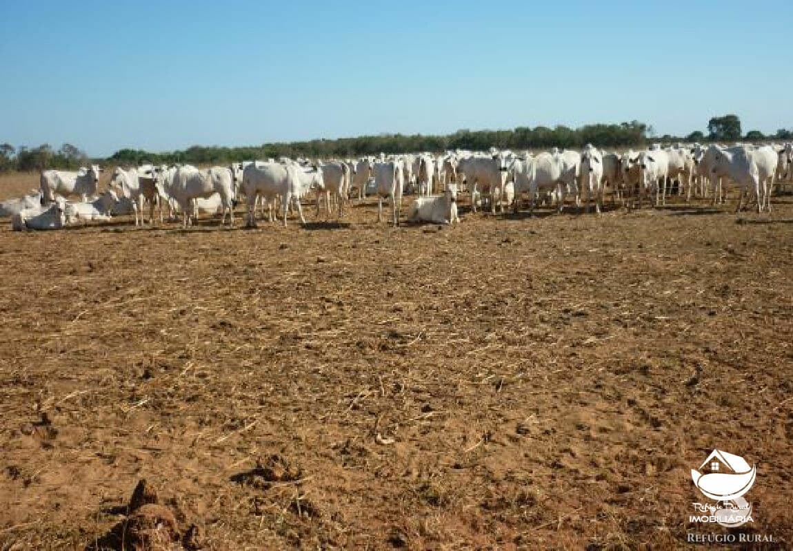 FAZENDA EM ALVORADA/TO