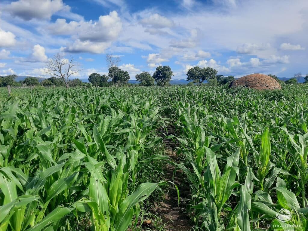 FAZENDA EM ARRAIAS/TO