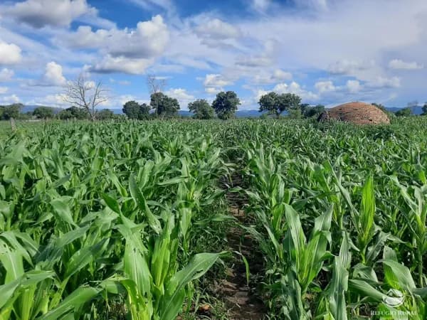 FAZENDA EM ARRAIAS/TO