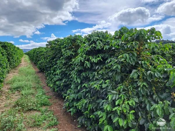 FAZENDA DE CAFÉ COM EXCELENTE INFRAESTRUTURA EM VARGEM BONITA/MG