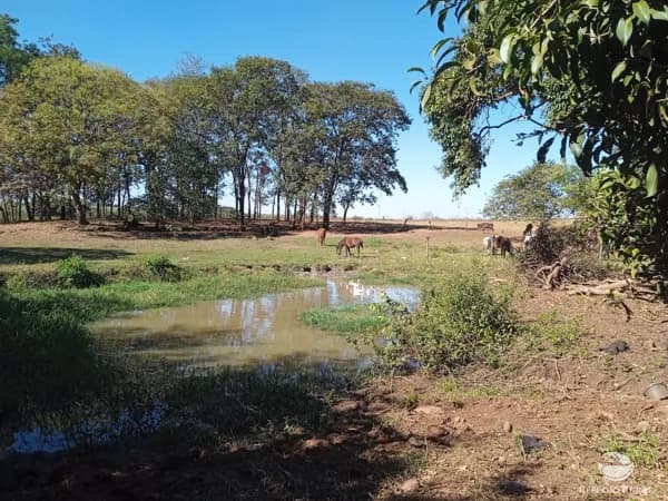 SÍTIO COM CASA EM MIGUELÓPOLIS/SP