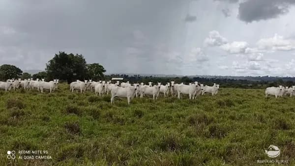 FAZENDA EM BANDEIRANTES/TO