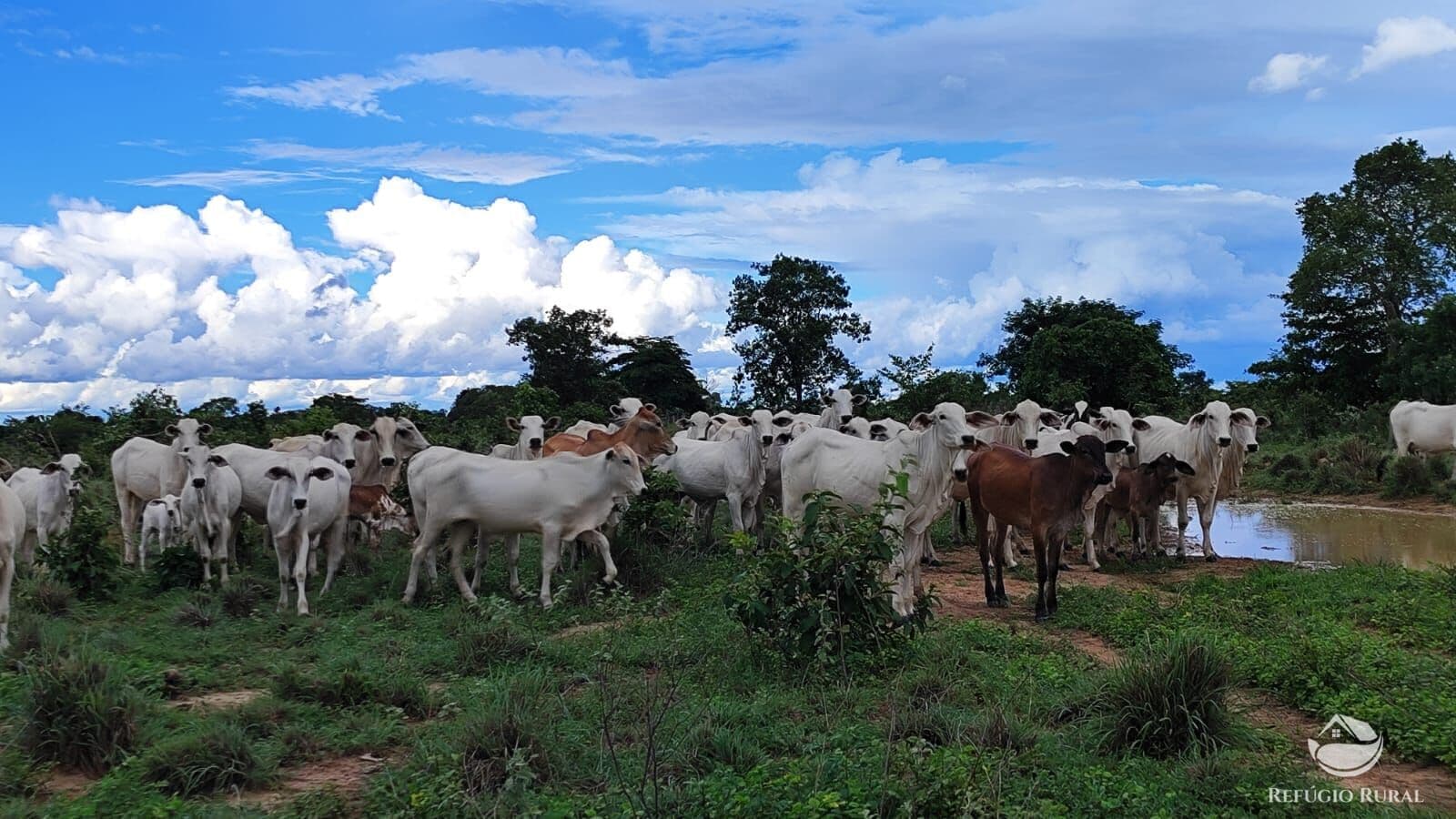 FAZENDA EM ALVORADA/TO