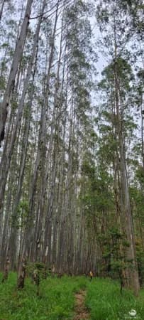 FLORESTA DE EUCALIPTOS EM GUARATINGUETÁ/SP