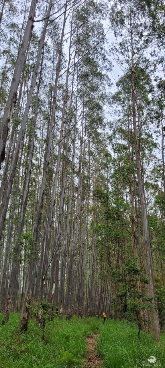FLORESTA DE EUCALIPTOS EM GUARATINGUETÁ/SP