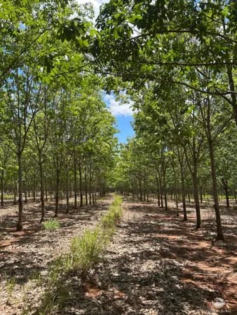 FAZENDA EM CAMPINA VERDE/MG