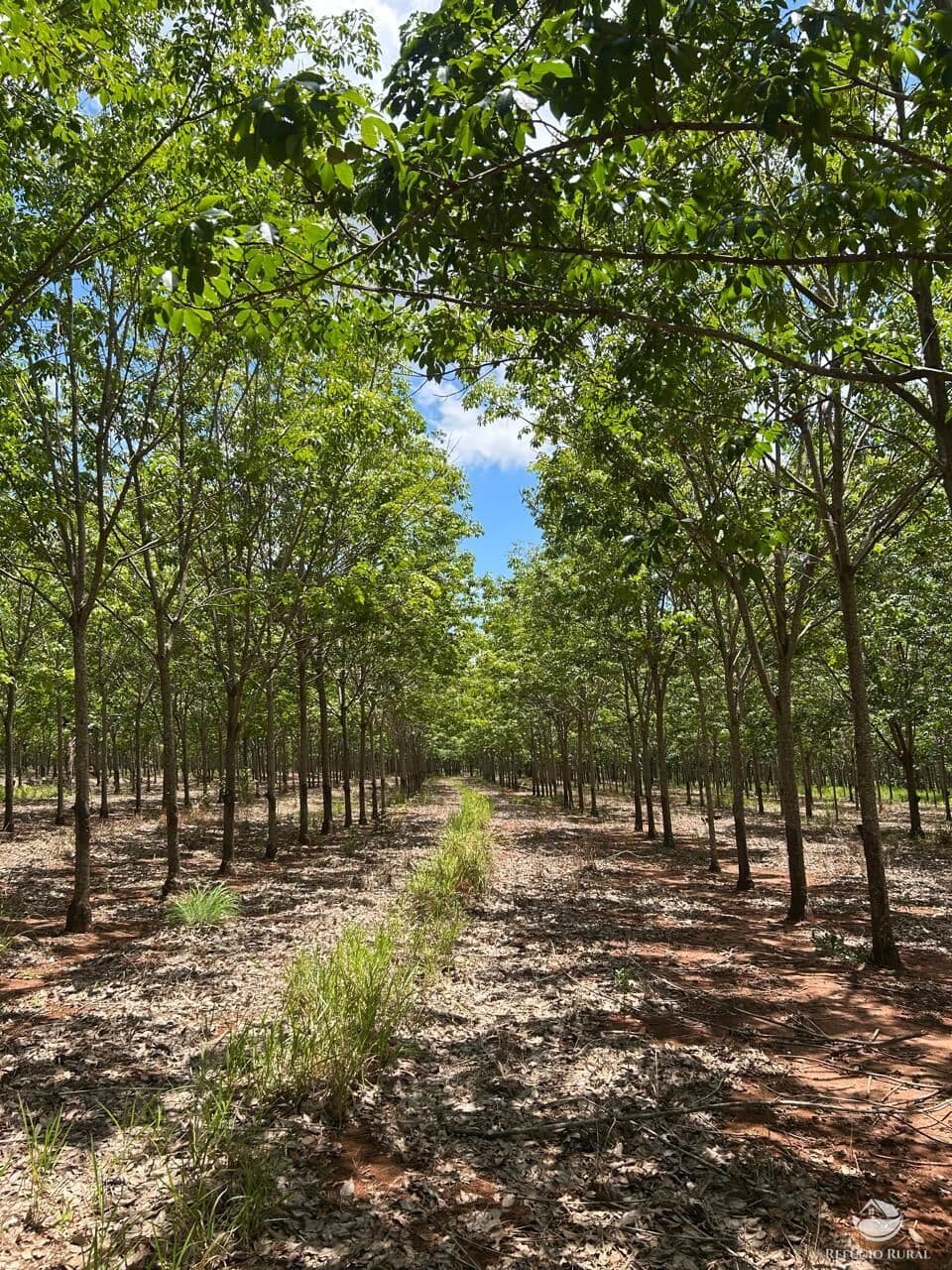 FAZENDA EM CAMPINA VERDE/MG