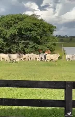 FAZENDA IMPERDÍVEL EM SÃO GONÇALO DO ABAETÉ/MG