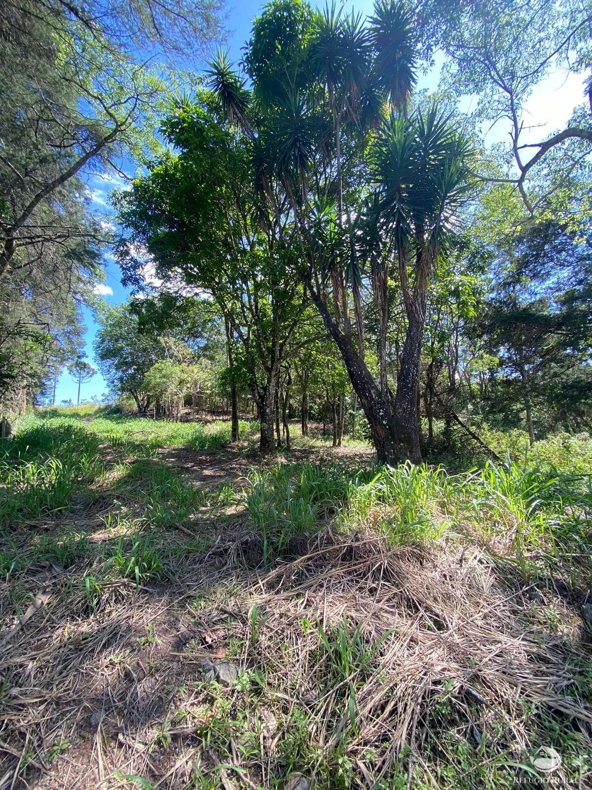 SÍTIO COM NASCENTE EM MEIO A UMA LINDA PAISAGEM EM IGARATÁ