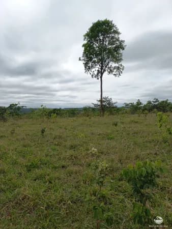 FAZENDA INCRÍVEL EM CAMAPUÃ/MS - EXCELENTE OPORTUNIDADE DE INVESTIMENTO!