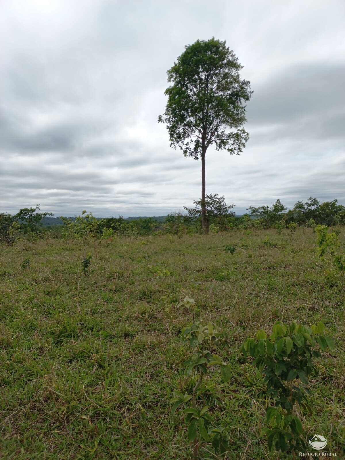 FAZENDA INCRÍVEL EM CAMAPUÃ/MS - EXCELENTE OPORTUNIDADE DE INVESTIMENTO!