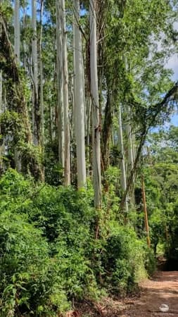 FAZENDA EM PIRACAIA/SP