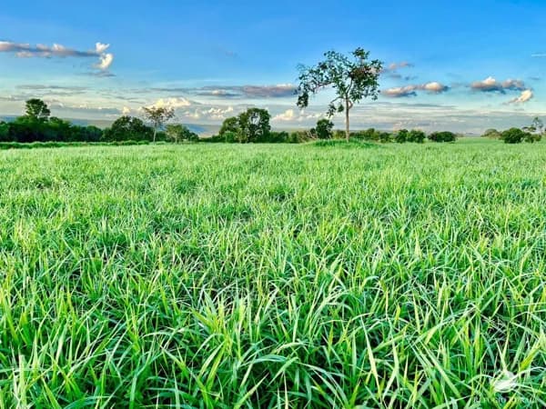 FAZENDA EM CAMPINA VERDE/MG