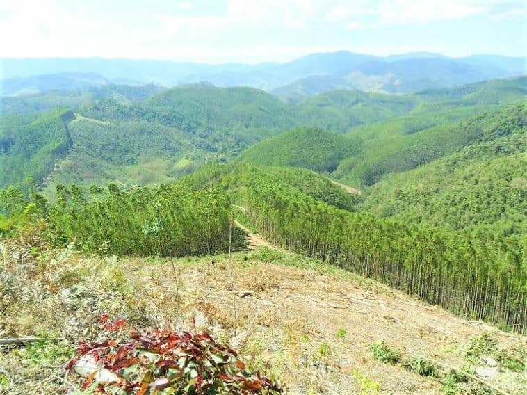 FAZENDA DE EUCALIPTO EM SÃO FRANCISCO XAVIER/SJC/SP