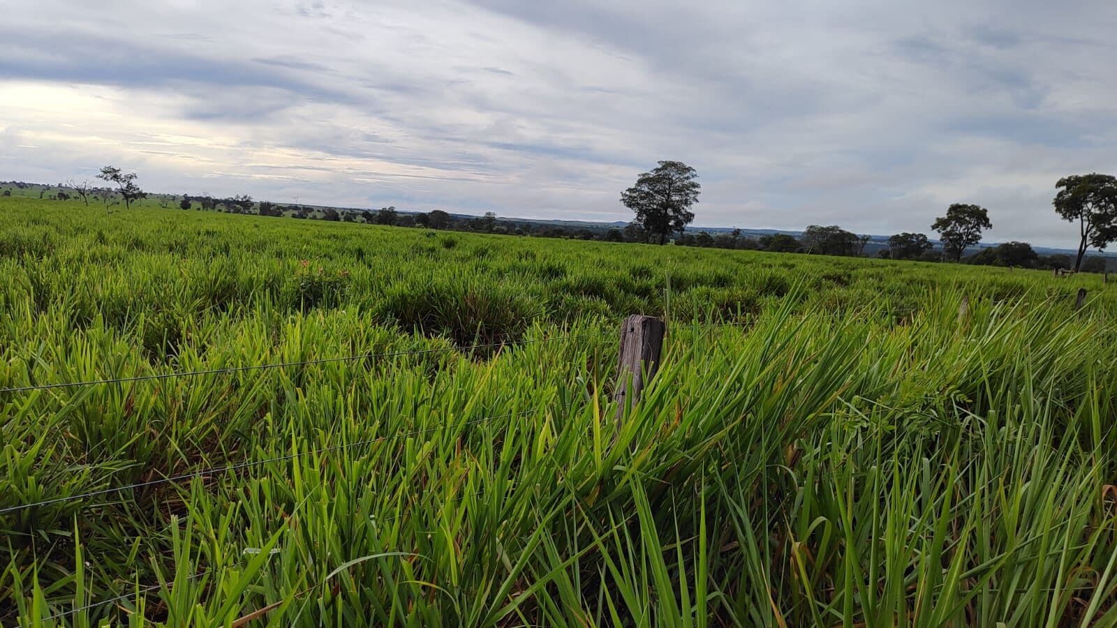 Fazenda/Sítios/Chácaras em Alcinópolis - Centro
