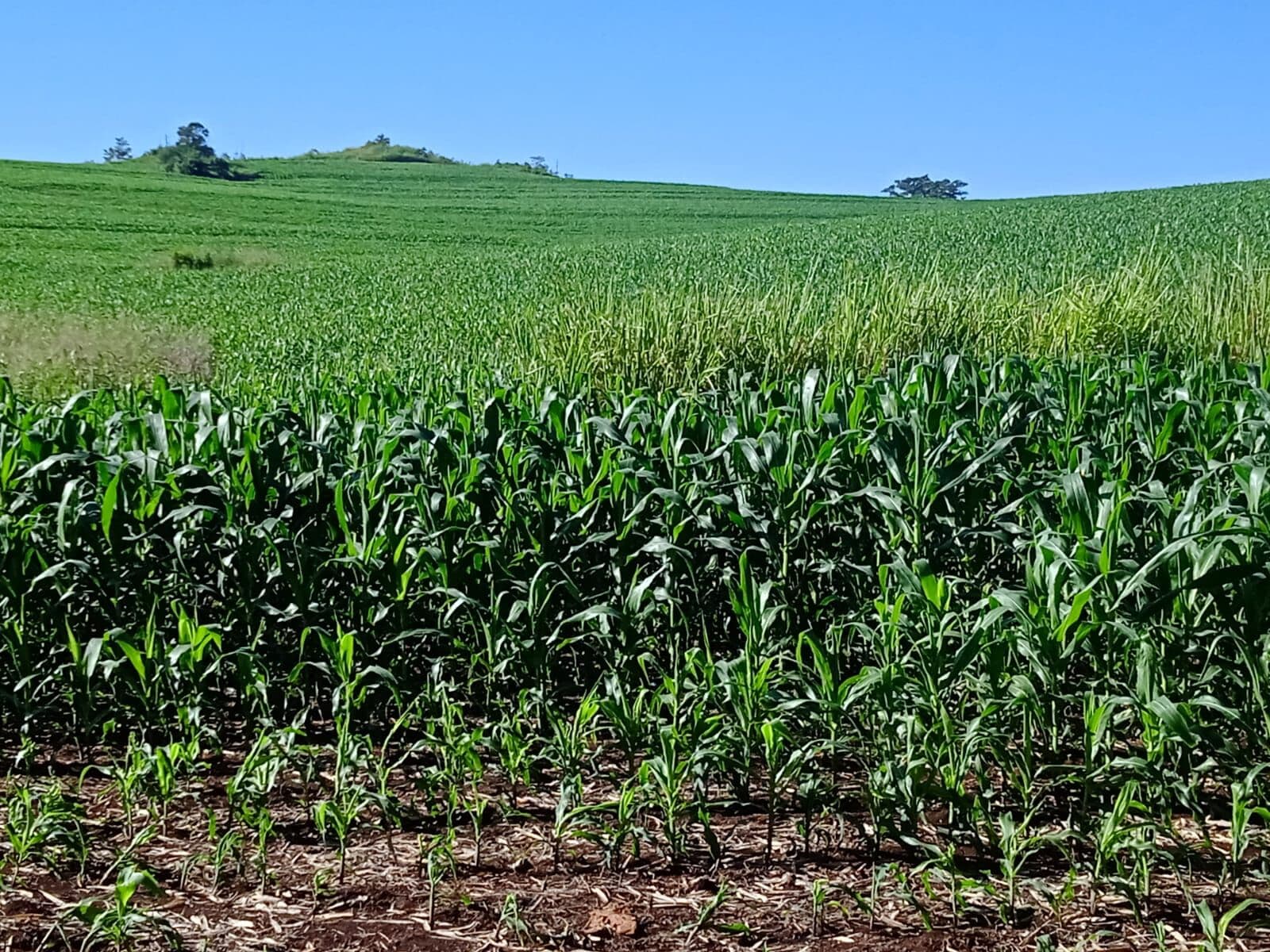 Área Rural à venda no Serrinha ROD. 445 - 6,75 ALQ POR r$ 400.000 O ALQUEIRE - Londrina/PR