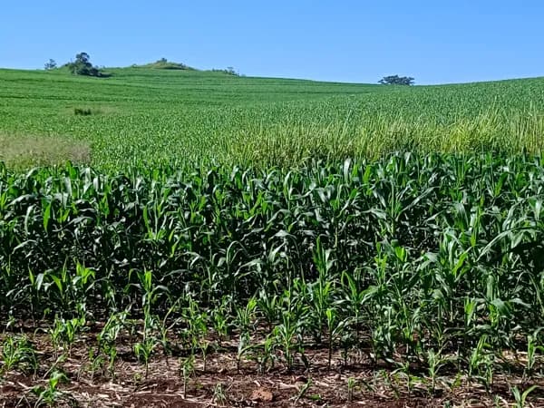 Área Rural à venda no Serrinha ROD. 445 - 6,75 ALQ POR r$ 400.000 O ALQUEIRE - Londrina/PR