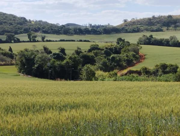 Área RURAL 5 Alq. à venda em Irerê prox. PR 445 - R$ 500.000 por alqueire - Londrina/PR