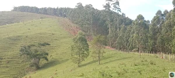 Área Rural com eucaliptos