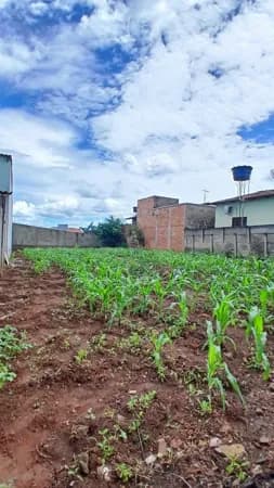 Lote/Terreno em Goianésia - Negrinho Carrilho
