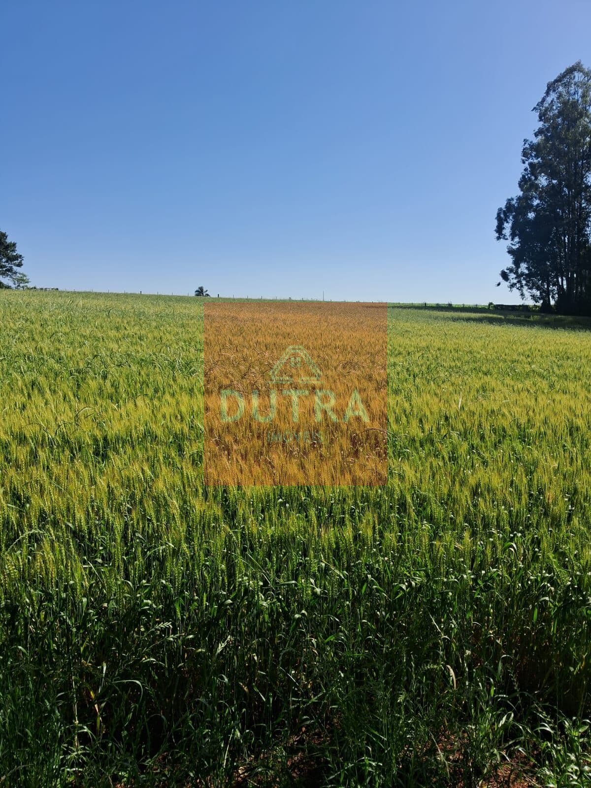 Fazenda/Sítios/Chácaras em Vitória das Missões - Esquina Redin