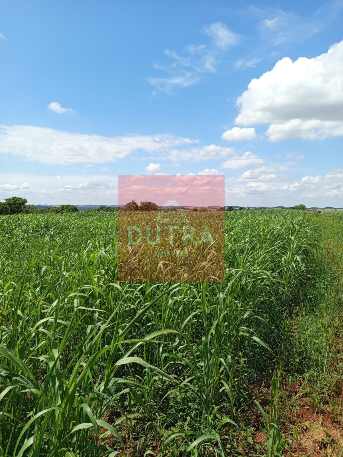 Fazenda/Sítios/Chácaras em Santo Ângelo - Atafona