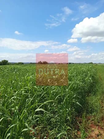 Fazenda/Sítios/Chácaras em Santo Ângelo - Atafona