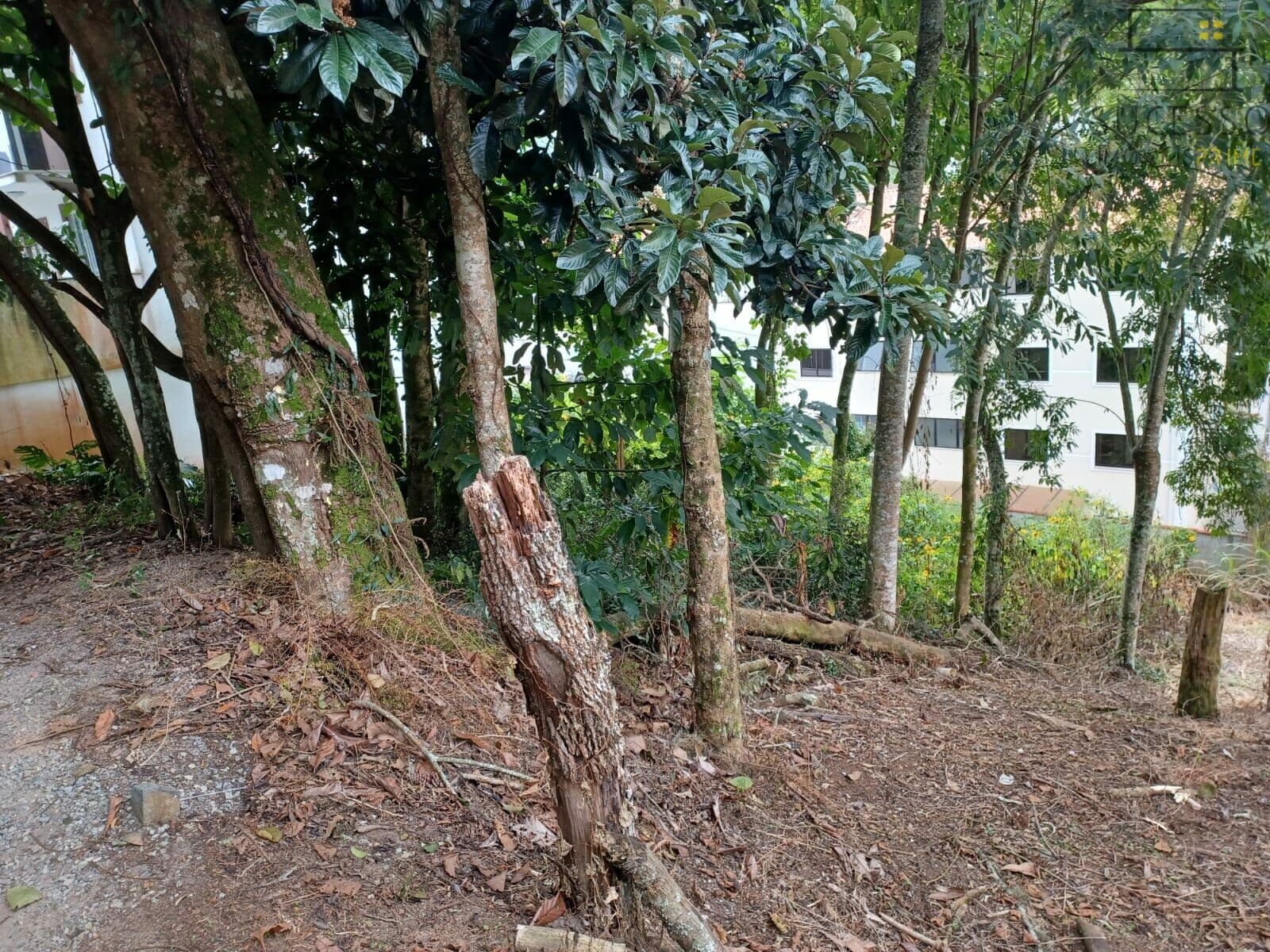Terreno a venda no Cônego